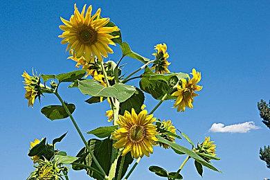 许可协议到期 弹幕射击游戏《虫姬》8月从Switch下架